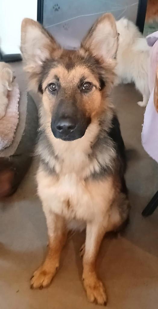 Lieve jonge Duitse herder zoekt goudenmand., Dieren en Toebehoren, Honden | Niet-rashonden, Middel, Teef, Particulier, Eén hond