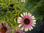 Echinacea 'Green Twister' – zonnehoed, Volle zon, Vaste plant, Zomer, Ophalen
