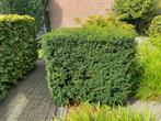 Taxus baccata (venijnboom), Tuin en Terras, Planten | Struiken en Hagen, Ophalen, Taxus, Haag, 100 tot 250 cm