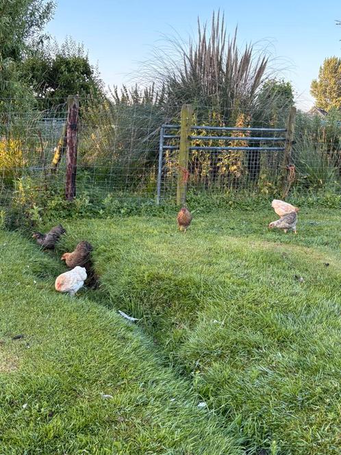 Te koop jonge Wyandotte krielhennen van 2025, Dieren en Toebehoren, Pluimvee, Kip, Vrouwelijk