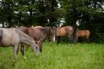 Opfok hengsten en merries, Dieren en Toebehoren, Stalling en Weidegang, Opfok