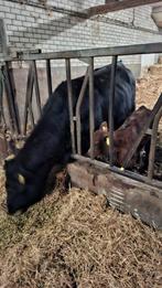 Zoogstel black angus, Mannelijk, Schaap