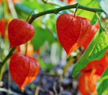 Lampionplant (physalis) beschikbaar voor biedingen