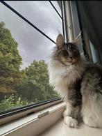 Maine Coon kitten, Dieren en Toebehoren, Katten en Kittens | Raskatten | Langhaar, Kater, Gechipt, 0 tot 2 jaar