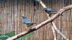 Roodpootlijsters (koppel), Dieren en Toebehoren, Vogels | Overige Vogels, Meerdere dieren, Geringd