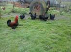 Marans broedeieren, Geslacht onbekend, Kip