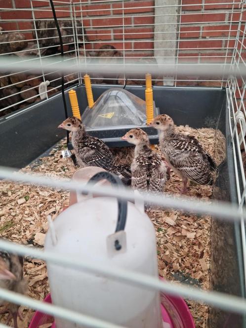 5 Prachtige jonge Kalkoenen - uitgebroed op een groen-school, Dieren en Toebehoren, Pluimvee, Kalkoen, Geslacht onbekend