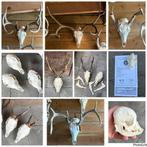 Verschillende soorten schedels / geweien aangeboden, Ophalen, Zo goed als nieuw, Hert, Gewei of Kop