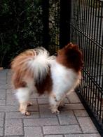 Mooi pomeriaanreutje, Rabiës (hondsdolheid), Reu, Eén hond, 3 tot 5 jaar