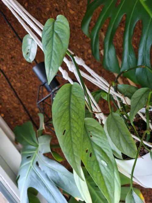 epipremnum pinnatum cebu blue stek, Huis en Inrichting, Kamerplanten, Overige soorten, Minder dan 100 cm, Ophalen of Verzenden