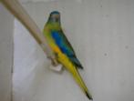 geelbuik turquosine wildkleur pop, Dieren en Toebehoren, Vogels | Parkieten en Papegaaien, Vrouwelijk, Parkiet
