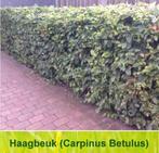 Carpinus betulus, Tuin en Terras, Ophalen of Verzenden, Overige soorten, 100 tot 250 cm