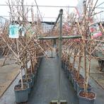 Veel verschillende leifruitbomen, Lente, Halfschaduw, 100 tot 250 cm, Ophalen