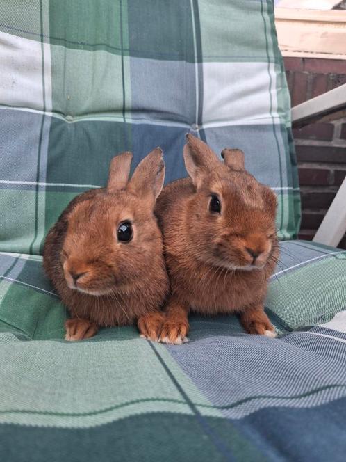 Lieve jonge konijntjes, Dieren en Toebehoren, Konijnen, Dwerg, Mannelijk