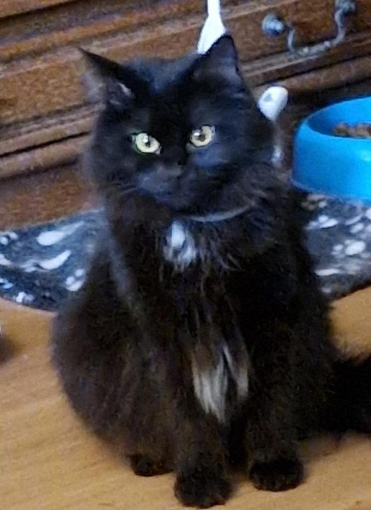 Herplaatser Maine coon poes, Dieren en Toebehoren, Katten en Kittens | Raskatten | Korthaar, Poes, 0 tot 2 jaar, Gechipt, Ontwormd
