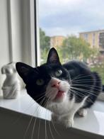 Akira (kater), Kater