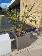 Palmboom in RVS bak 50x50cm, 145cm hoog, Ophalen, Tuin, Minder dan 60 cm, Vierkant