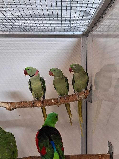Koppel Alexanderparkieten wildkleur., Dieren en Toebehoren, Vogels | Parkieten en Papegaaien