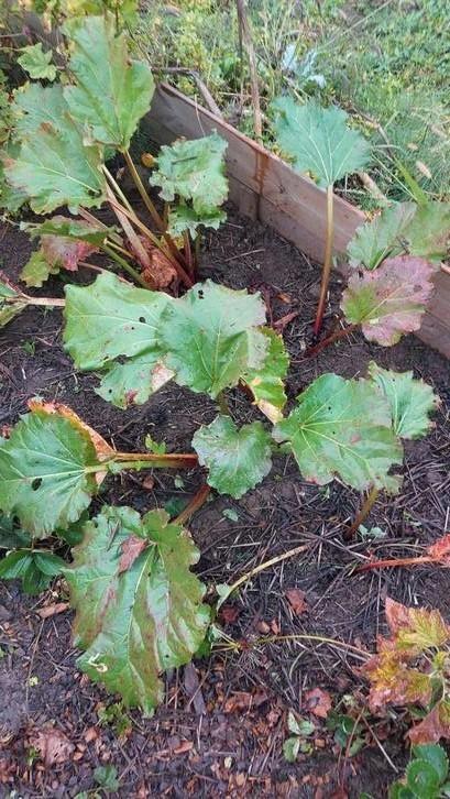 Biologische rabarberknollen uit eigen moestuin, Tuin en Terras, Planten | Fruitbomen, Overige soorten, Minder dan 100 cm, Zomer
