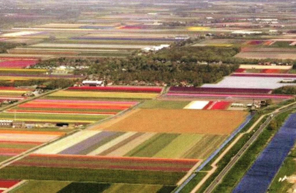 801499 Bloeiend Zijpe NH Bloembollenvelden Onbeschreven, Ophalen of Verzenden, 1980 tot heden, Ongelopen, Noord-Holland