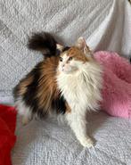 Lieve Maine Coon poes voor herplaatsing, Poes, Gechipt, 3 tot 5 jaar