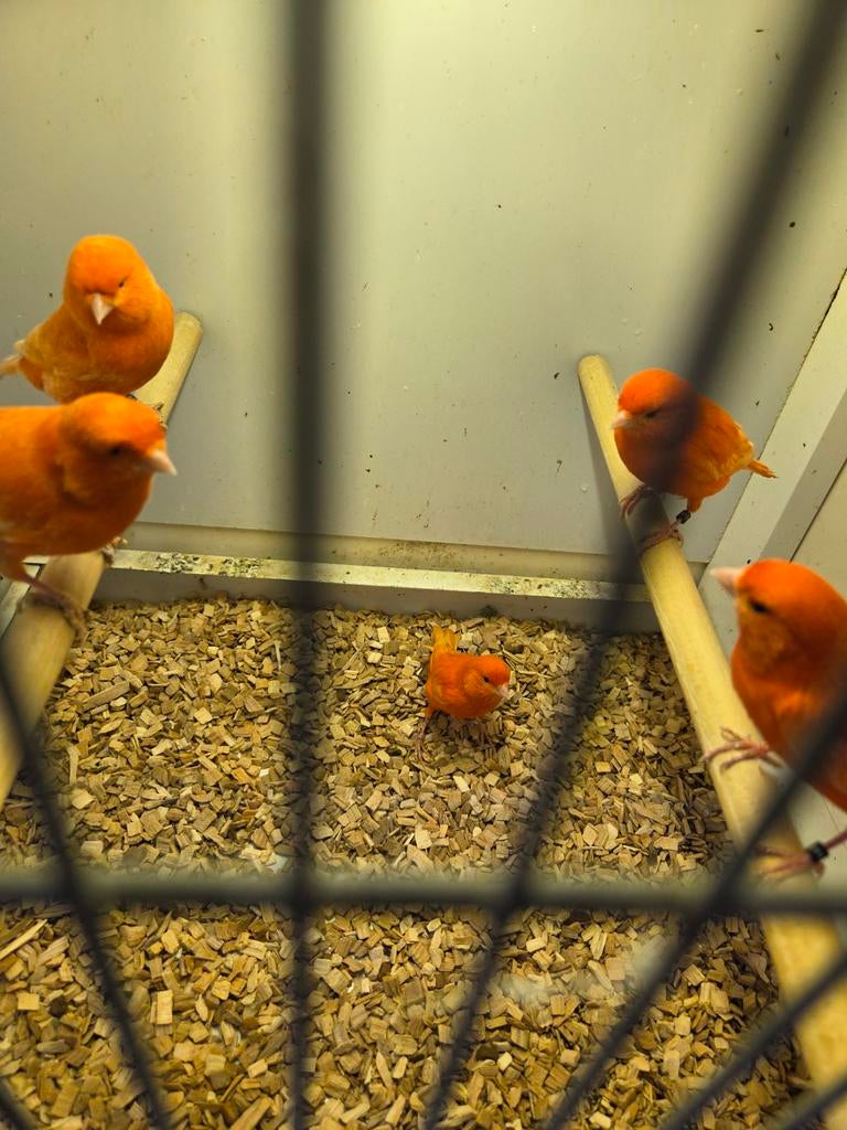 Rode kanarie mannen, Dieren en Toebehoren, Vogels | Kanaries, Mannelijk, Kleurkanarie