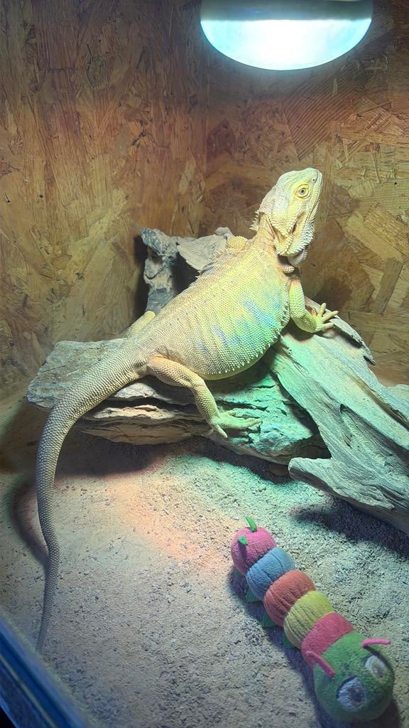 Lieve baardagaam vrouwtje Bearded Dragon - female for sale from Cellll