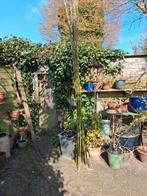 23 bamboestokken, Ophalen, Nieuw, Overige typen