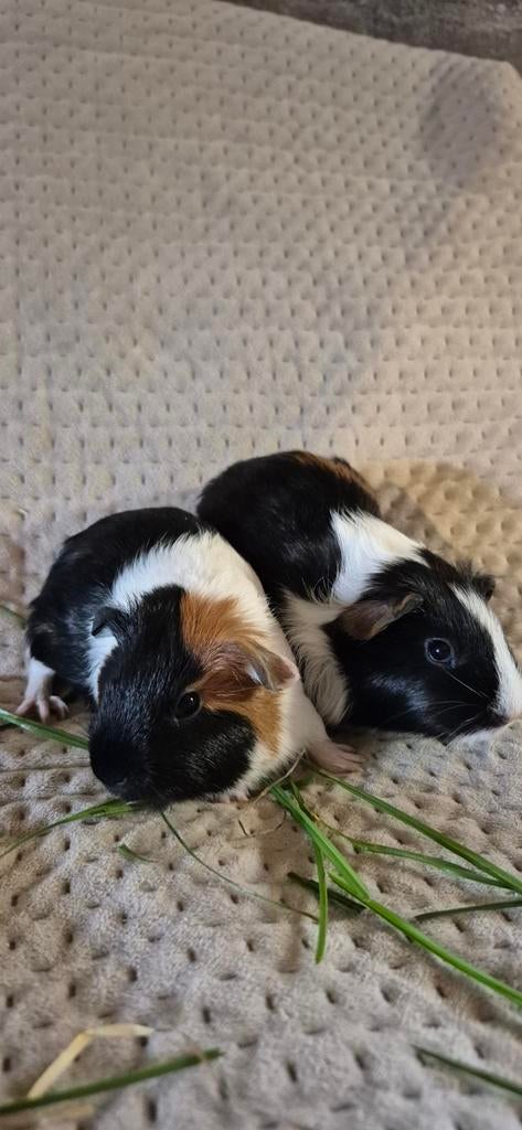 cavia Zeugjes, Dieren en Toebehoren, Knaagdieren, Februari, Vrouwelijk, Cavia