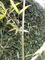 2 pollen BAMBOE Sina bambusa Tootsik, Ophalen, Bamboe, Struik, 100 tot 250 cm