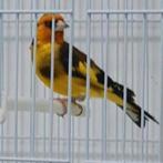 Majoor putter Man 2025, Mannelijk, Geringd