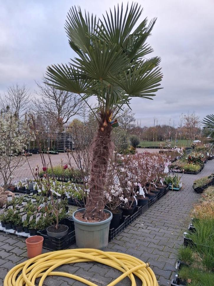 Trachycarpus Fortunei palmboom, hoogstam €647,- pst, Tuin en Terras, Planten | Bomen, Palmboom, 250 tot 400 cm, Halfschaduw, Zomer