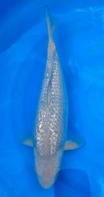 Ginrin Chagoi, Karper of Koi