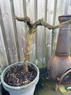 Druivenstruik in pot, Ophalen, Overige soorten, Struik, Minder dan 100 cm