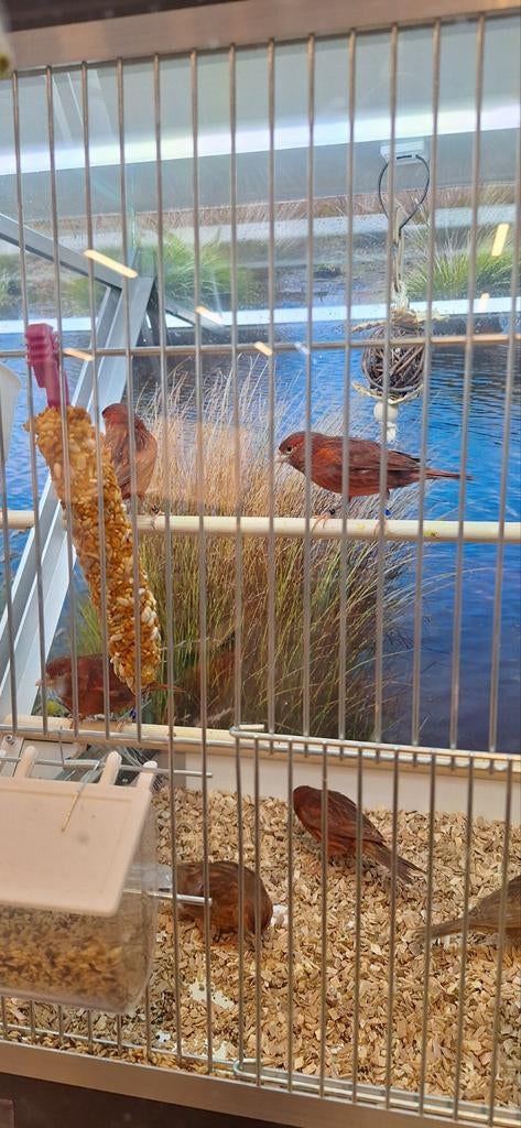 Prachtige choco kanaries, Dieren en Toebehoren, Vogels | Kanaries, Meerdere dieren, Kleurkanarie