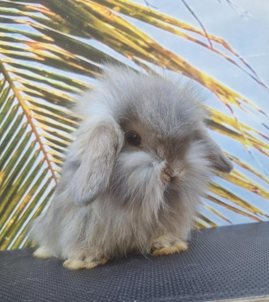 teddywidder babykonijntje, Dieren en Toebehoren, Konijnen, Meerdere dieren, Dwerg, 0 tot 2 jaar