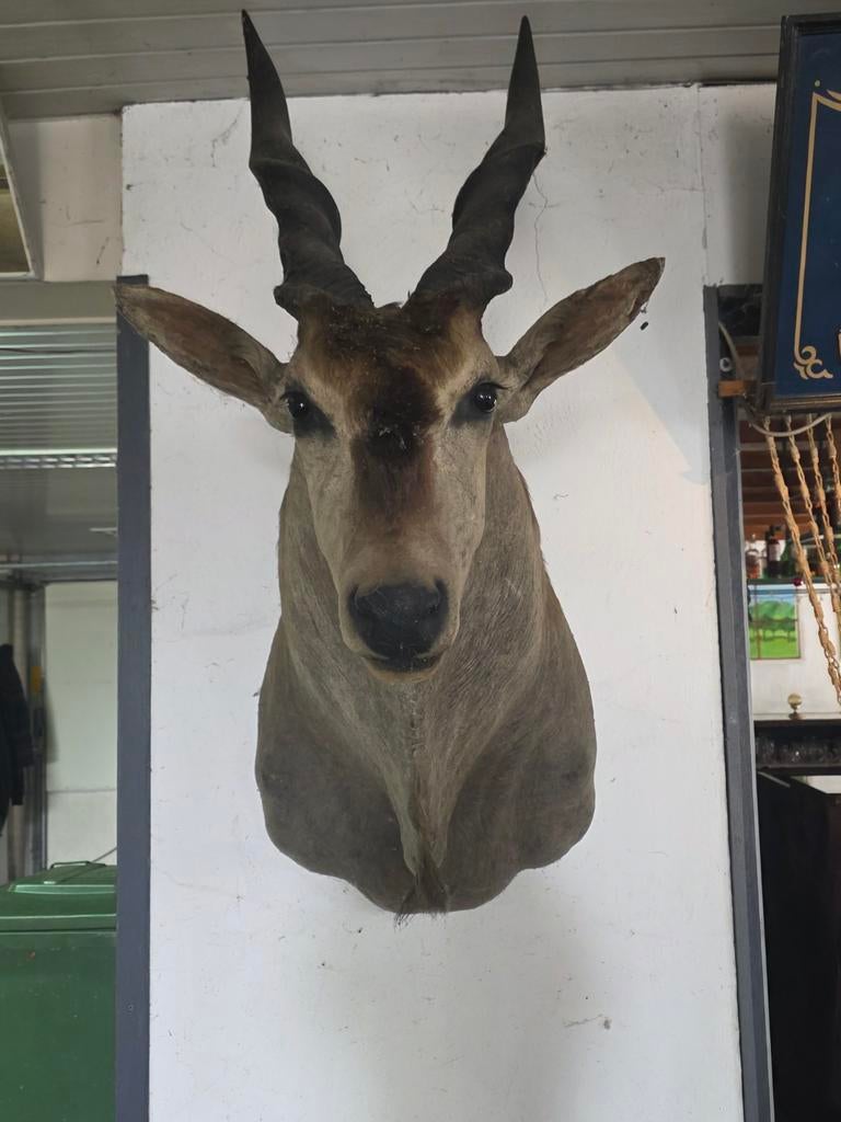 Opgezette kop van een elandantilope - Taxidermie, Verzamelen, Dierenverzamelingen, Ophalen, Gebruikt, Wild dier, Gewei of Kop