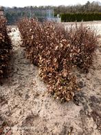 Partij 200 Rode beuk fagus sylvatica atrop 80-100cm, Ophalen of Verzenden, Beukenhaag, Struik, 100 tot 250 cm