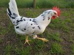 Bonte Leghorn broedeieren te koop, Dieren en Toebehoren, Pluimvee