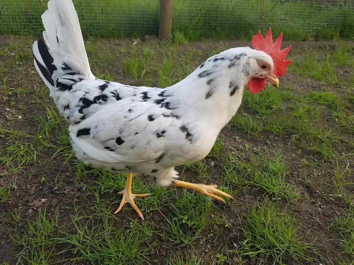 Bonte Leghorn broedeieren te koop, Dieren en Toebehoren, Pluimvee