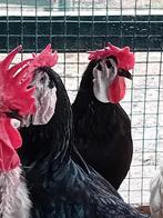 Broedeieren Spaanse Witwang, Geslacht onbekend, Kip