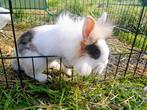 Lief konijntje leeuwenkop, Mannelijk, Dwerg, 0 tot 2 jaar