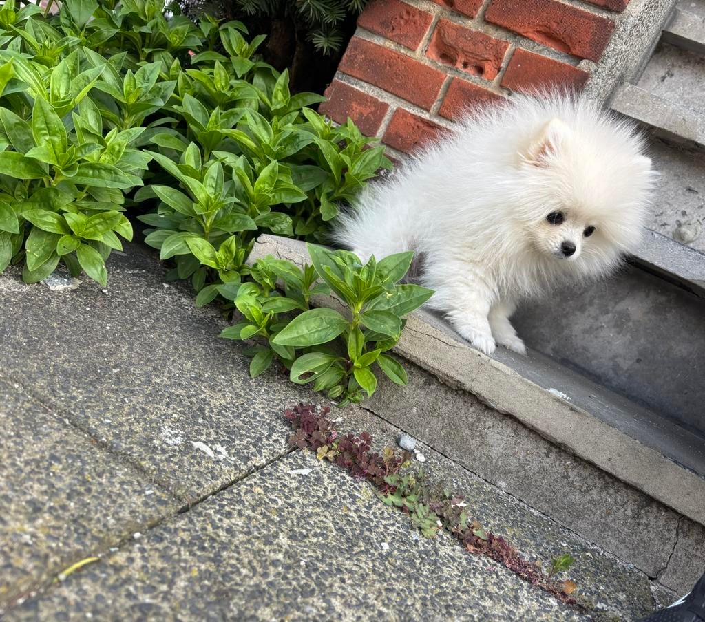 Witte Pomeriaan, 4 maanden oud, Dieren en Toebehoren, Honden | Poolhonden, Keeshonden en Oertypen, Rabiës (hondsdolheid), 8 tot 15 weken
