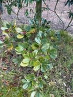 Rhododendron volle grond, Vaste plant, Halfschaduw, Lente, Ophalen