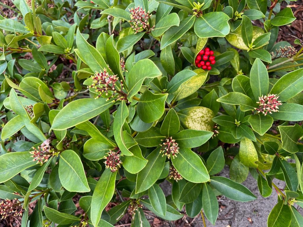 Japanse skimmia - meerdere stuks, Vaste plant, Halfschaduw, Lente, Ophalen