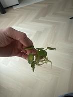 Drijfplanten aquarium, Ophalen, Nieuw, Plant(en), Steen of Hout