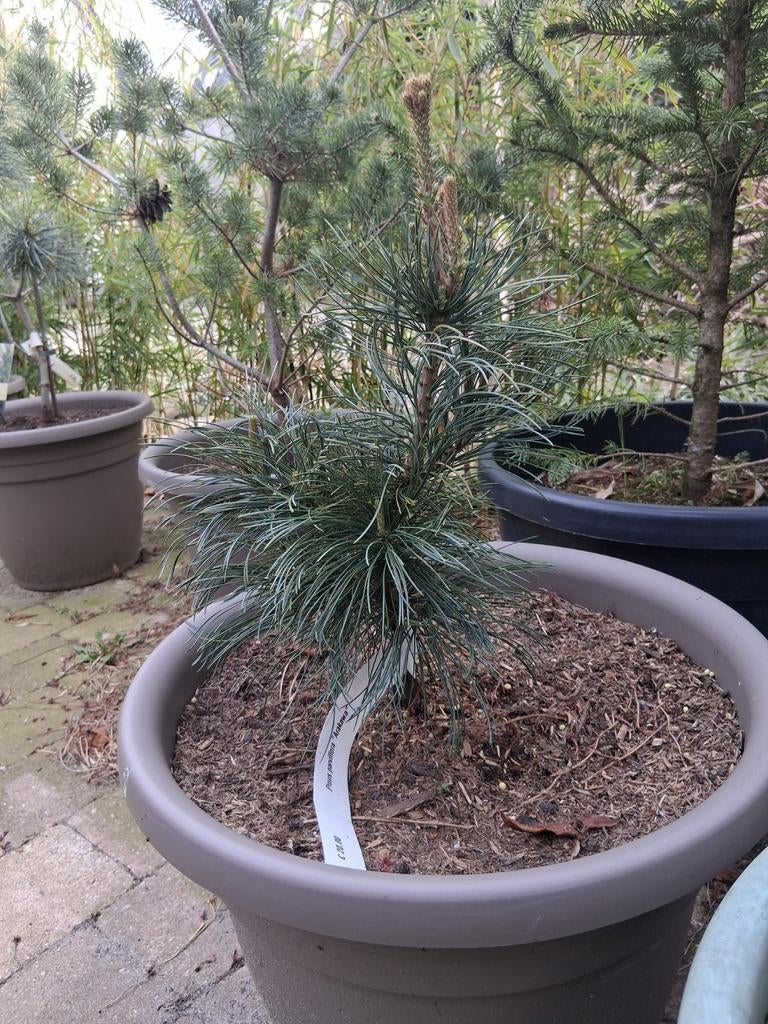 Pinus parviflora arakawa, Tuin en Terras, Planten | Bomen, Bloeit niet, Overige soorten, Minder dan 100 cm, Ophalen