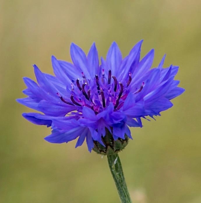 Zaden korenbloem blauw (Centaurea cyanus) - inheems, Ophalen of Verzenden, Voorjaar, Volle zon, Zaad