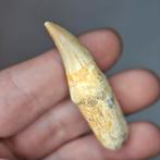 Gewortelde tand Eremiasaurus heterodontus, Verzamelen, Ophalen of Verzenden, Fossiel