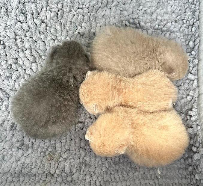 Britse Korthaar Kitten, Dieren en Toebehoren, Katten en Kittens | Raskatten | Korthaar, Kater, 0 tot 2 jaar, Ontwormd